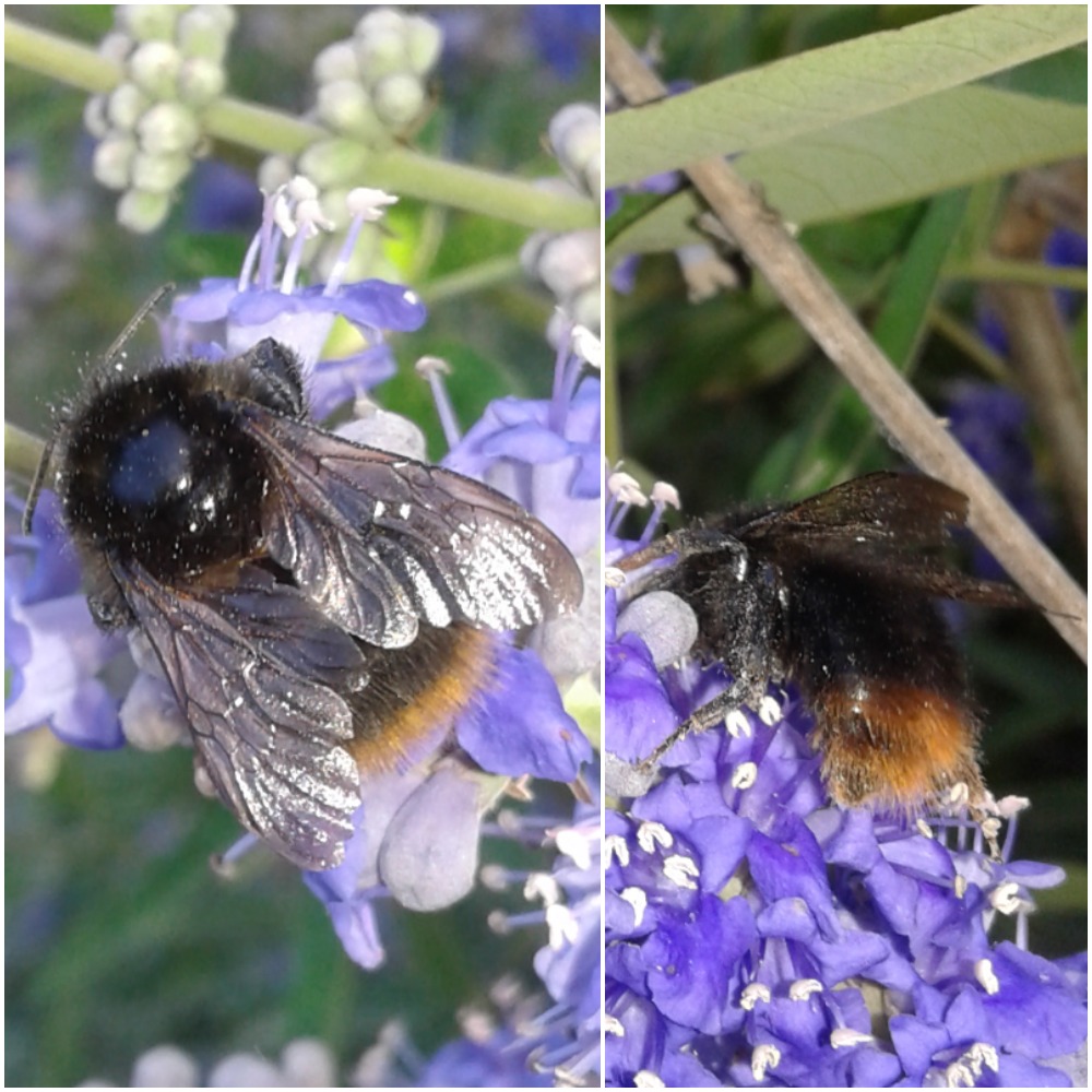 Bombus cfr. lapidarius (Apidae)?  S...